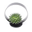 Rootless Aloë Aristata magic in zwart metalen houder ''large''
