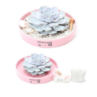 Echeveria lilacina sans racines dans un bol rose