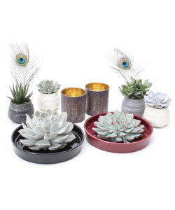 Rootless WOW Succulentenmix - 8 stuks