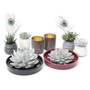 Rootless WOW Succulent mix - 8 items