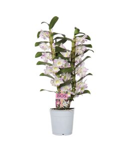 Dendrobium Nobile Kumiko 2 gałęzie