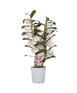 Dendrobium Nobile Kumiko 2 takken