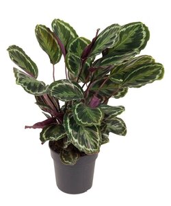 Calathea Médaillon XL - Plante Paon, plante de prière