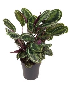 Calathea Medallion XL - Planta de pavo real, planta de oración