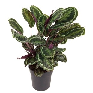 Calathea Medallion XL - Pauwplant, gebedsplant