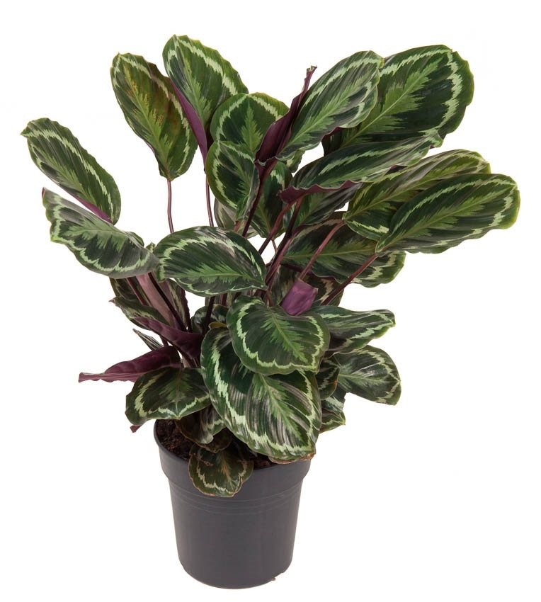 Médaillon Calathea XL - FloraStore