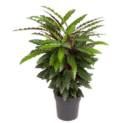 Wavestar XL - Pauwenplant, bidplant