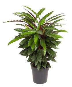 Calathea Wavestar XL - Pauwenplant, gebedsplant