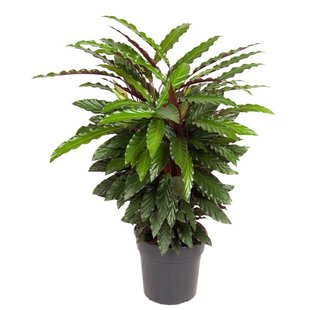 Calathea Wavestar XL - Pauwenplant, gebedsplant