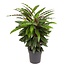 Calathea Calathea Wavestar XL - Pauwenplant, gebedsplant