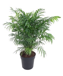 Mélange de palmiers d'intérieur - mélange de 3 - Washingtonia - Yucca -  Phoenix - FloraStore