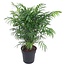Chamaedorea elegans Plante