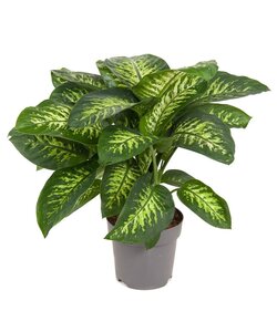 Dieffenbachia Trópico Nieve