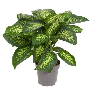 Dieffenbachia Tropic Snow