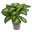 Dieffenbachia Dieffenbachia Tropikalny śnieg