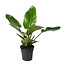 Philodendron Filodendron Imperial Green