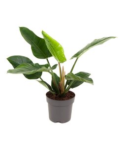 Filodendron Imperial Green