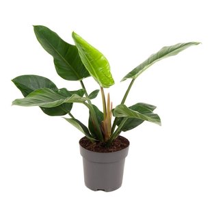 Philodendron keizerlijk groen