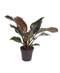 Philodendron keizerlijk rood