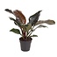 Philodendron Filodendron Imperial Red