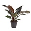 Philodendron Philodendron keizerlijk rood