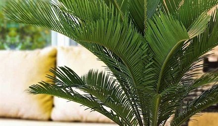 Cycas révolutionnaire