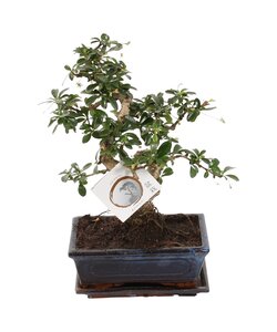 Bonsai Carmona - S-Form L