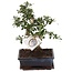 Bonsai Carmona Carmona - S-Shape L