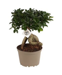 Ficus Żeń-szeń Bonsai XL