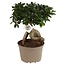 Ficus Ficus Ginseng Bonsai XL
