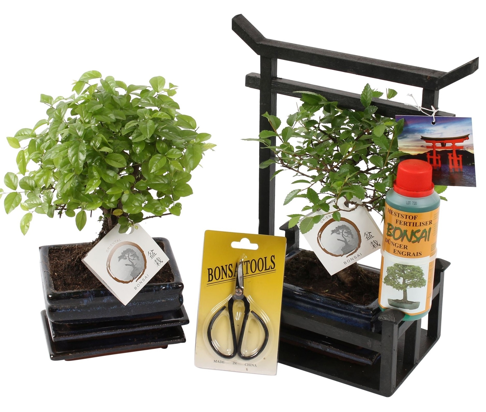 Kit de démarrage bonsaï – 1 bonsaï | Kit de démarrage complet d'intérieur  pour cultiver des plantes avec graines de bonsaï, outils et jardinières –