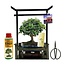 Bonsai Starterskit in Torri