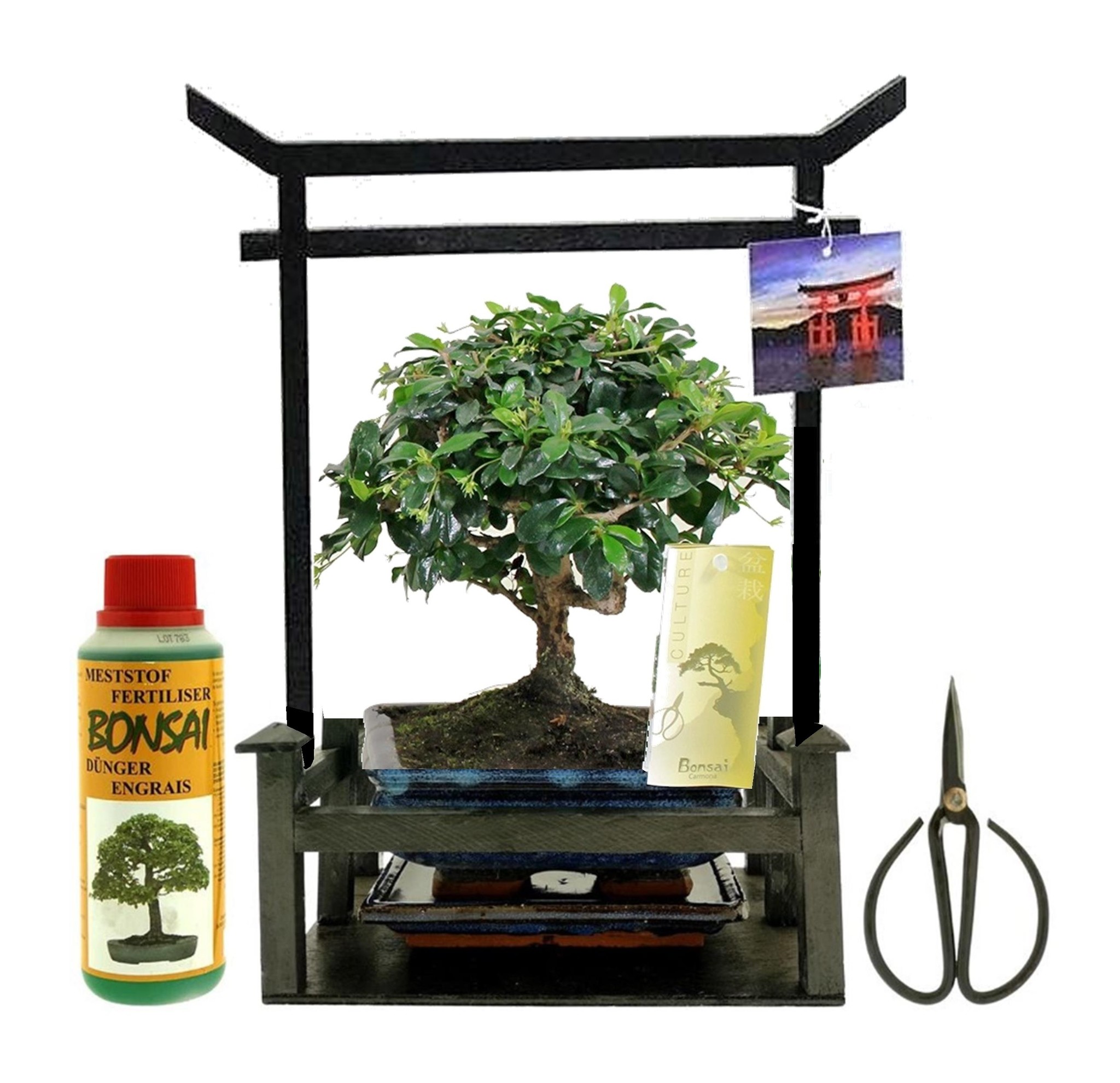 Kit de démarrage bonsaï – 1 bonsaï | Kit de démarrage complet d'intérieur  pour cultiver des plantes avec graines de bonsaï, outils et jardinières –