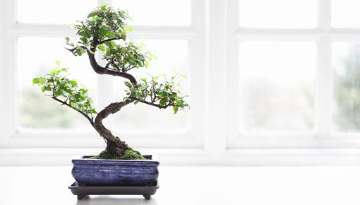 Ficus Ginseng Albero da interno in vaso da 12 cm Giardino vivo Casa Ufficio  Casa Pianta decorativa Bonsai cinese Microcarpa Buddha -  Italia