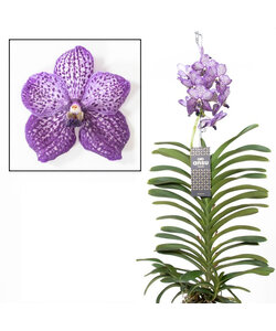 Vanda Lila Belleza