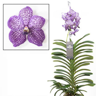 Vanda Lila Schönheit