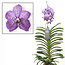 Vanda Vanda Lilac Beauty