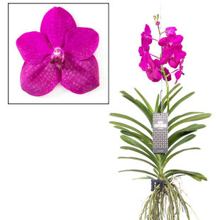 Vanda Tayanee Cerise