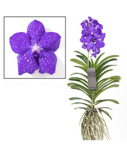 Vanda Magic Azul Real XXL