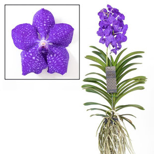 Vanda Magisch Koningsblauw XXL