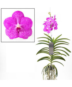 Vanda Big Pink - XXL