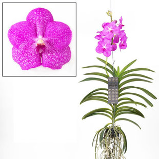 Vanda Big Pink - XXL