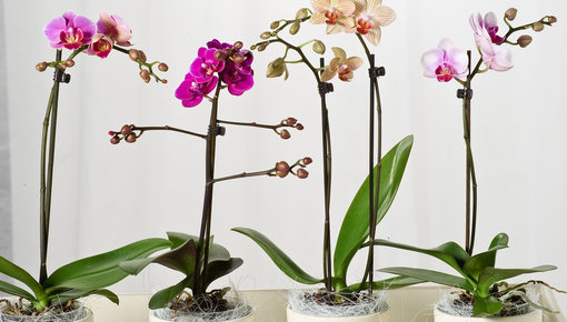 Phalaenopsis