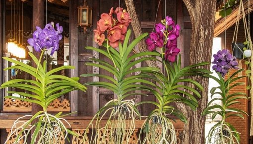 Vanda orchids