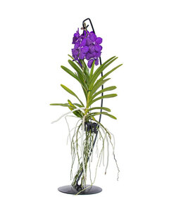 Vanda con standard - Blu