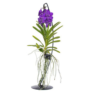 Vanda avec étendard - Bleu