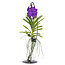 Vanda Vanda with standard - Blue