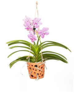 Vanda Botanica in terracotta hanging pot - Pink