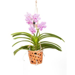 Vanda Botanica im Terrakotta-Hängetopf – Rosa