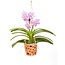 Vanda Vanda Botanica en maceta colgante de terracota - Rosa